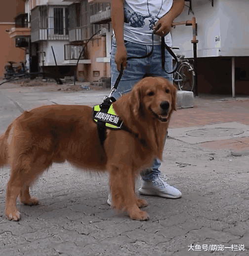 流浪边牧犬捡垃圾吃时, 看见别的狗和主人开心散步, 眼里尽是哀伤