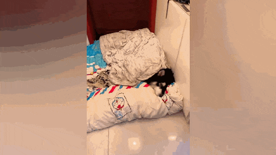 主人打游戏忘给狗铺床, 狗趴地上不肯闭眼, 狗: 别打了, 快铺床…