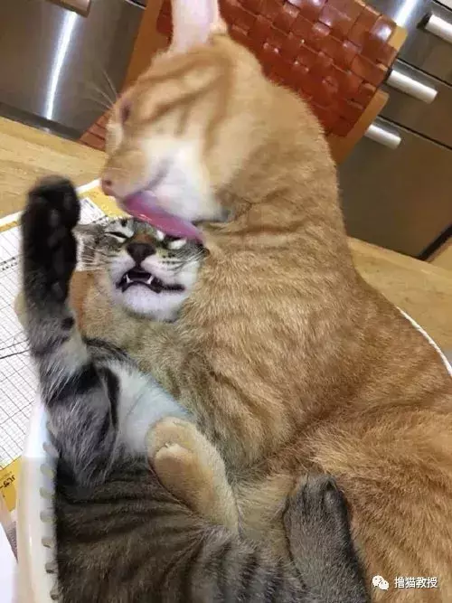 白雪公主和两只大舔狗: 如果不是真的喜欢, 谁又喜欢做舔狗呢