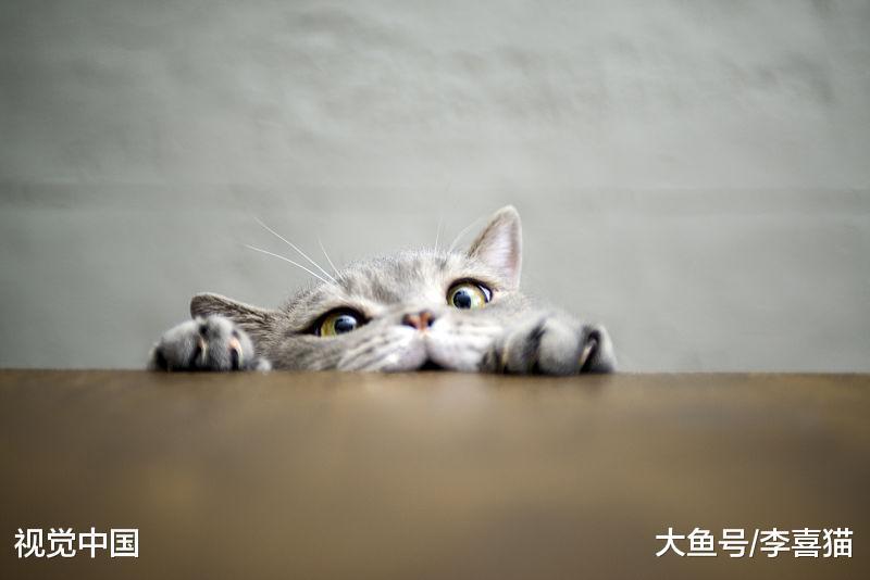 猫咪真的养不熟吗? 可别甩锅了, 猫咪是否亲人完全取决于铲屎官