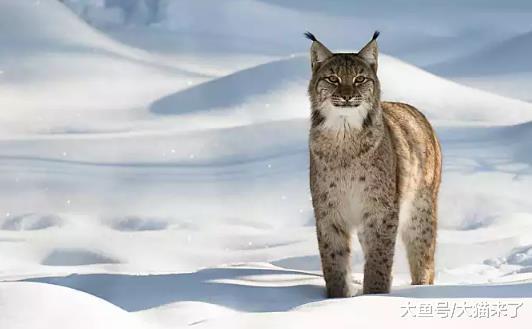 唯一会装死的猫科动物: 天敌太多, 不装死就会真死