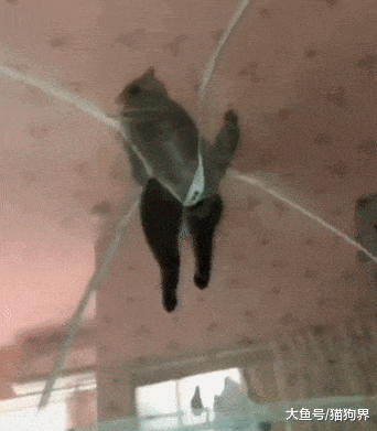 猫咪太皮挂蚊帐上, 卡裆了, 猫咪: 小老弟, 瞅啥呢? 放大哥下来