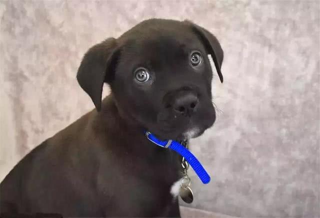 小黑狗节日中被赠于女友, 后因情侣分手被弃养, 狗狗无奈接受命运