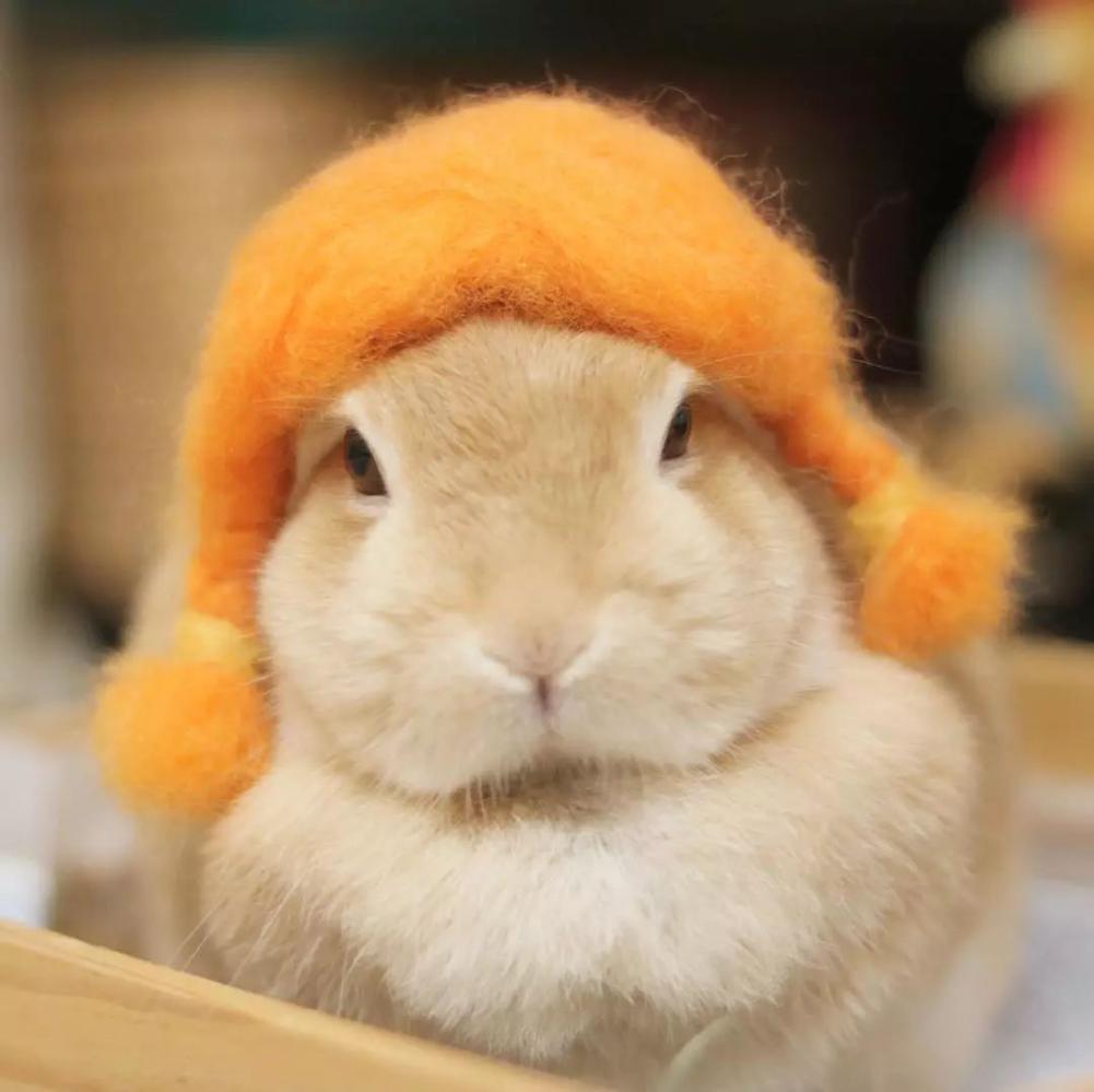 承认吧, 你还没有这只兔兔的头发多