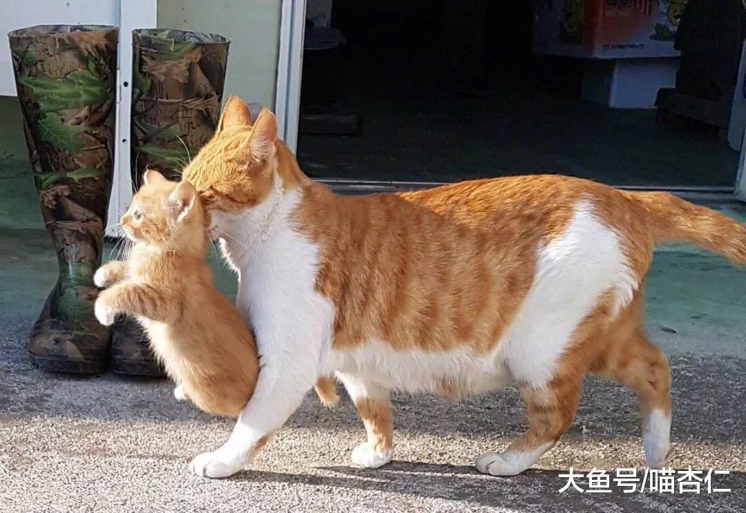 小橘猫偷偷跑出去, 没想到被猫妈后叼回来, 橘猫: 给留点形象……