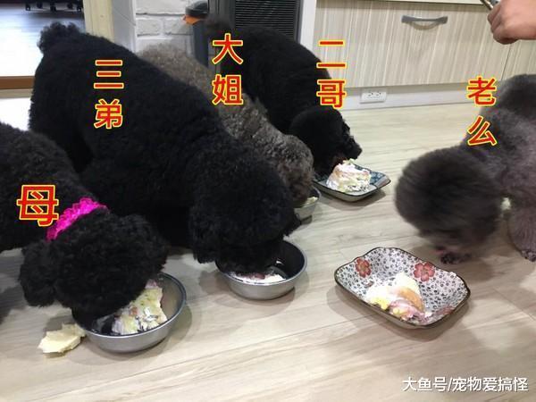 狗妈妈喂奶喂到怕养小孩真的不容易啊