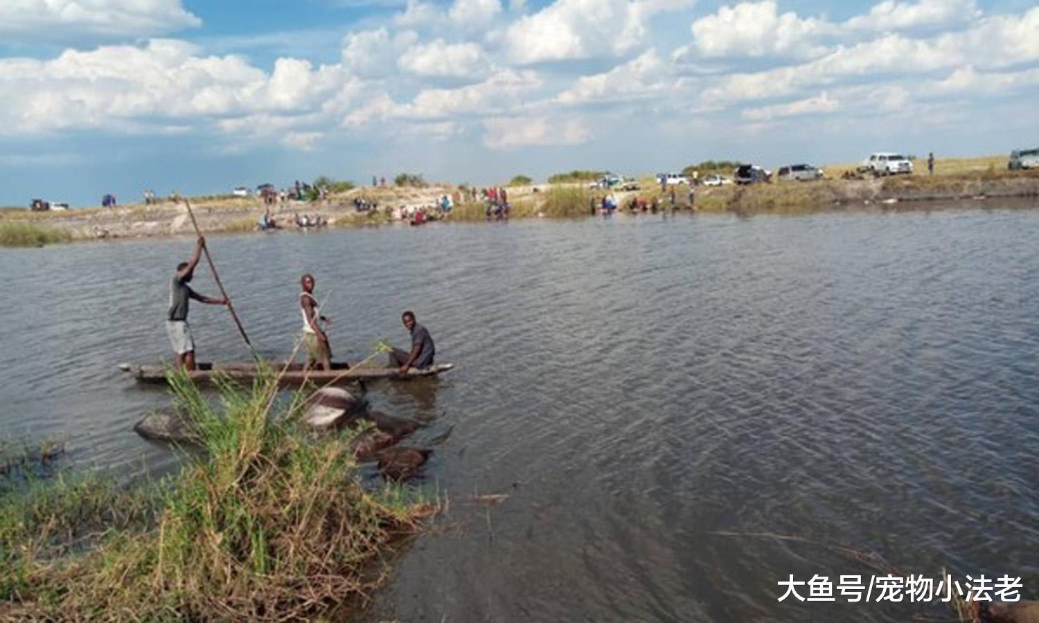 一夜之间, 水里浮出400头水牛尸体, 场面非常惨烈, 原因让人惋惜