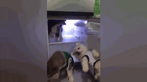 主人给二哈穿衣服, 狗子嫌热爬进冰箱, 狗: 还是冰箱里舒服……