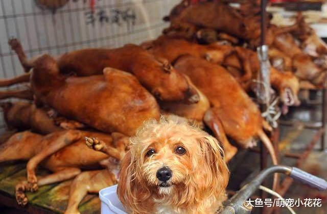 你是因为什么才养狗? 原因大致有5个, 最后一点才配养狗!