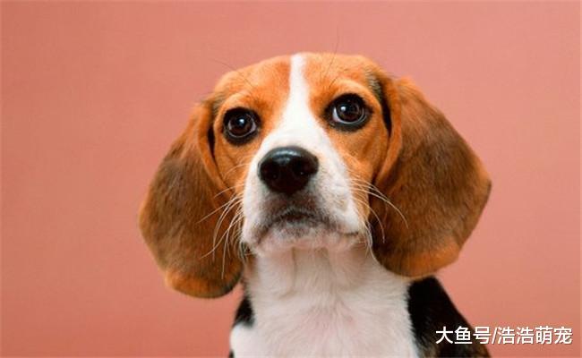 有5件事宠主不能做, 你可能在不经意间就伤到了狗狗的心