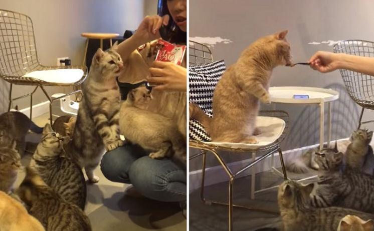 为吃不择手段, 胖橘猫心机出大招, 肉泥狂送上门, 10同伴看呆