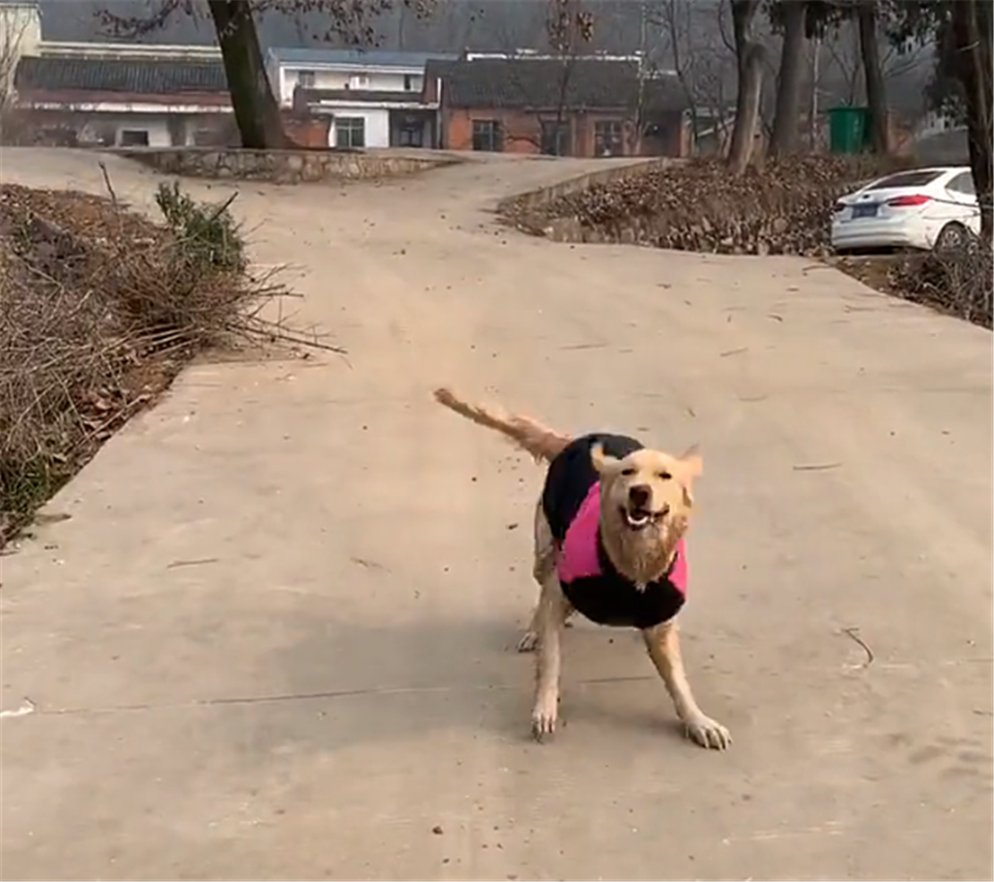 金毛回乡下放飞自我, 从稻田爬出后掉进大坑, 狗: 农村路太滑…