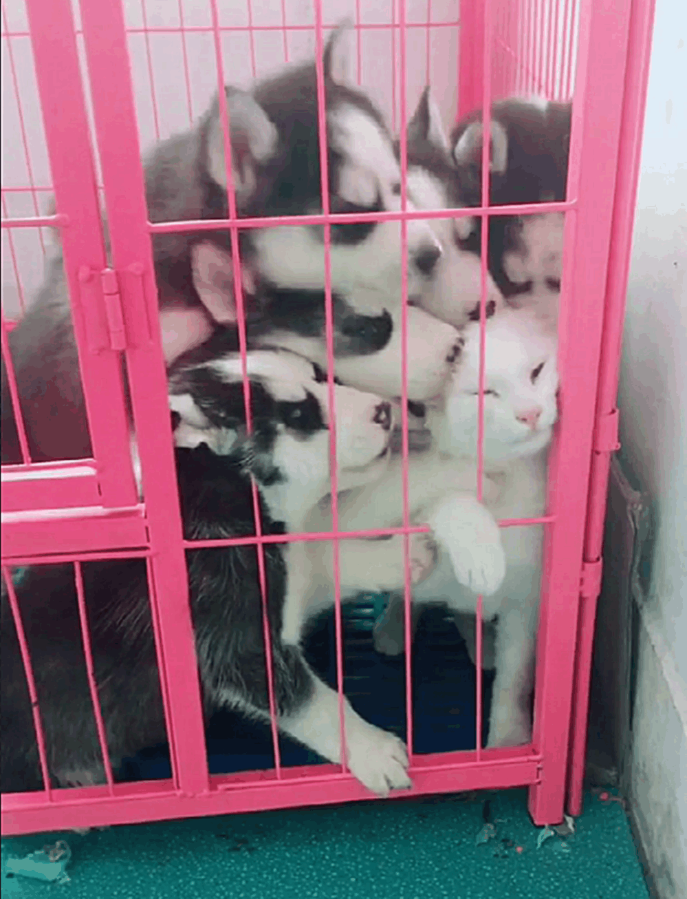 八只二哈和猫关在一起, 猫咪被二哈围在角里舔, 一脸生无可恋……