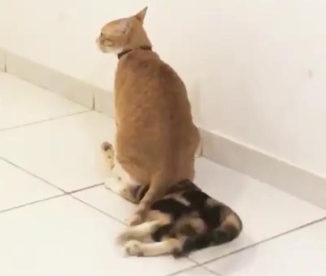 可别总diss橘猫了, 你看看, 关键时刻, 橘猫压的别人嗷呜嗷呜的!