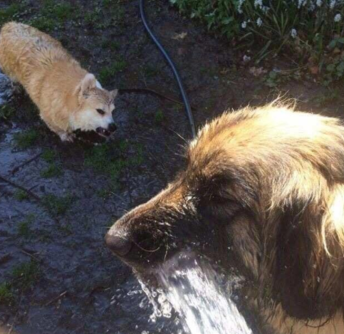 狗狗之所以轻松, 是有人替你承担了那份责任