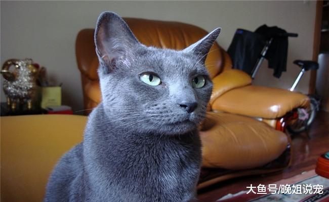 5种有钱人养的猫, 第二种适合“炫富”, 第五种没两三万拿不下来