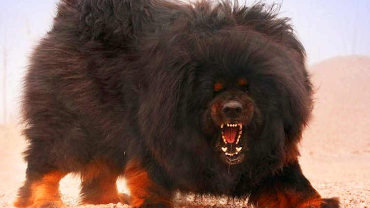 家里没有矿, 不要去养这几种狗狗