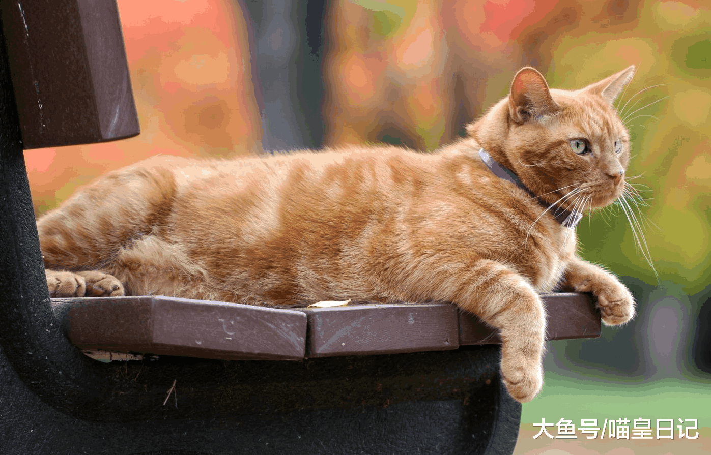 盘点最具网红气质的猫, 不用羡慕别人, 说不定你家也有一只哦!