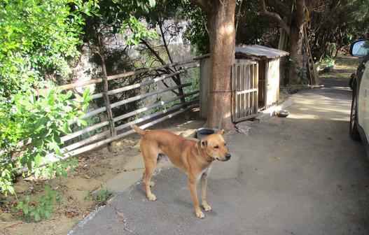 台湾老人被爱犬扑倒, 不幸撞破茶壶, 碎片插颈不幸身亡