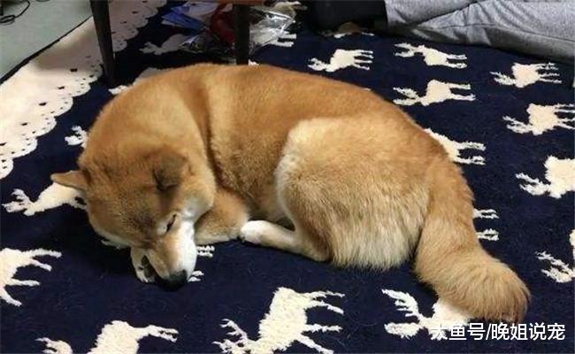让柴犬拿碗吃饭, 没成想它躺在碗旁睡着了, 宠主见后懵了