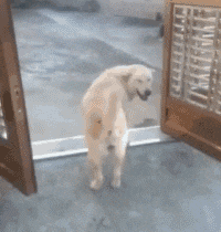 谁说土狗土了? 那你是没见过这样子的它们!