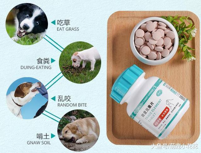 狗狗吃“便便”的4个原因, 你一定没想到!