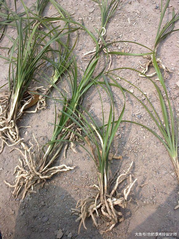 兰花烂根, 别直接剪掉啦! 外皮去掉保留营养线, 还能重新长出新根的