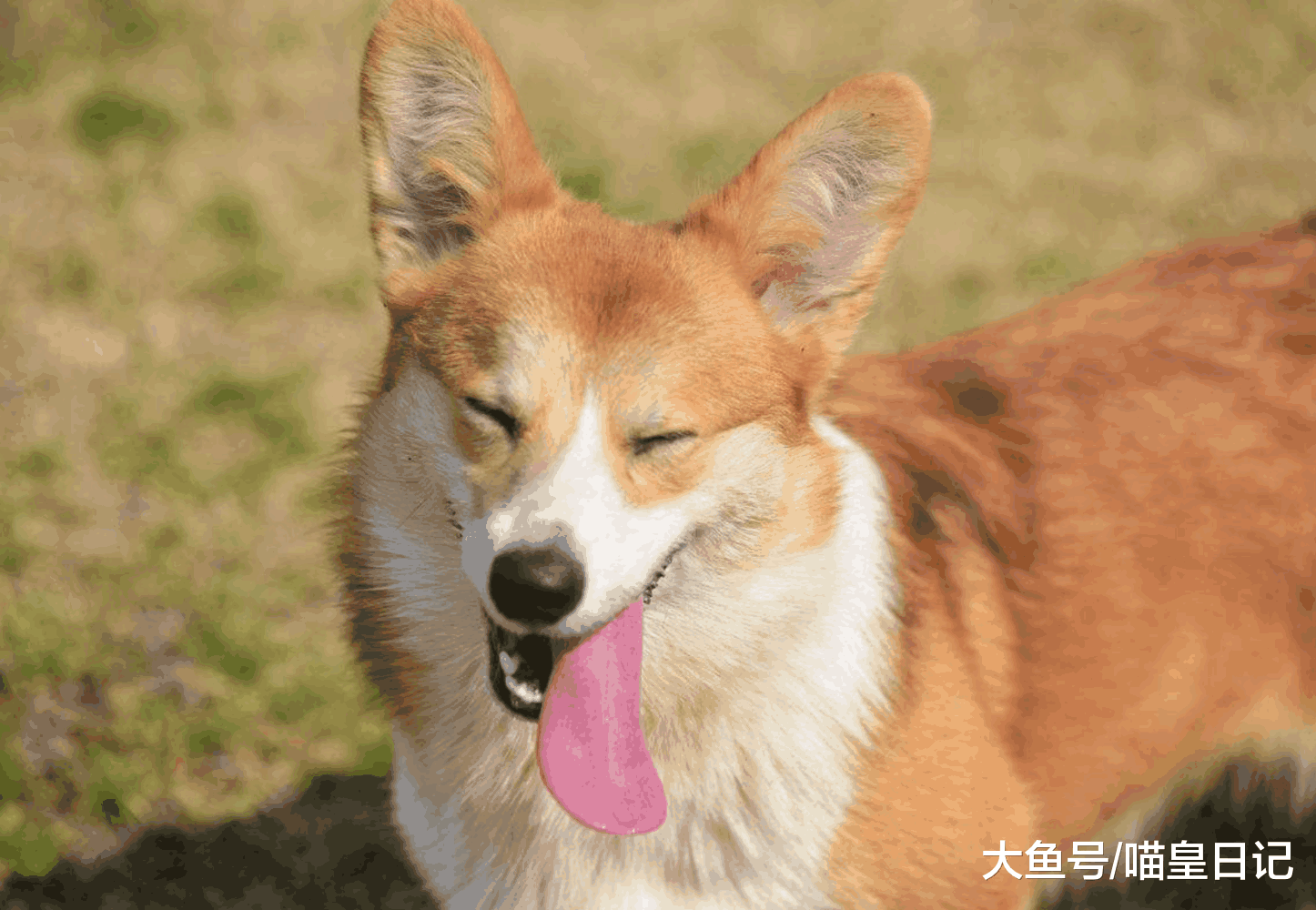 如果你对狗狗感兴趣, 那么你一定也想了解狗狗的这四个习性!