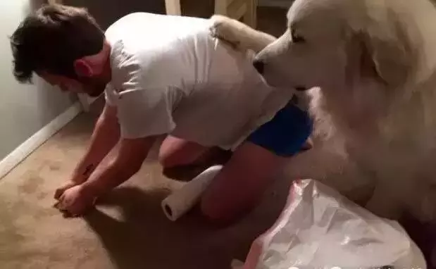 你家狗狗都做过哪些让你哭笑不得的事