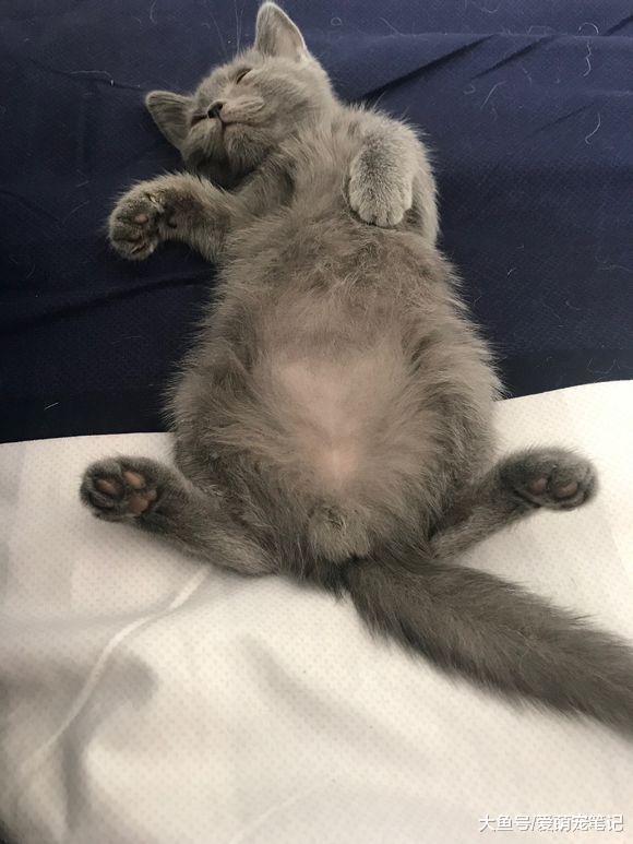 女孩自从告别云吸猫后, 每天都是小心翼翼地照顾着小蓝猫, 好温馨