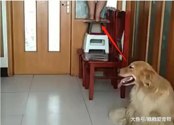 女主人爬太高下不来, 金毛上前当“肉垫”, 网友: 怎么忍心踩下去