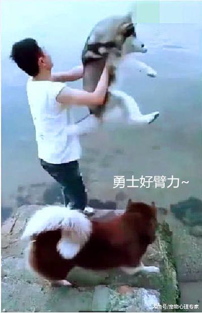 二哈拆家拆上瘾, 主人将它扔进河里冷静, 没过两秒就后悔了