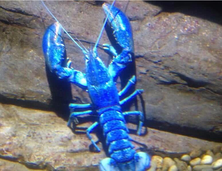 9种罕见的颜色变异动物, 褐色熊猫, 蓝色蝎子, 紫色松鼠