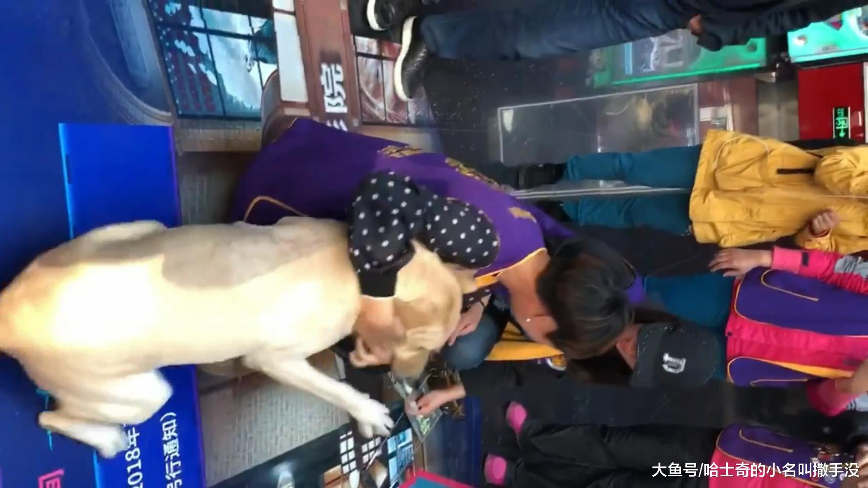 服役导盲犬见到了将自己养大的主人, 兴奋的直打滚, 难得的放纵