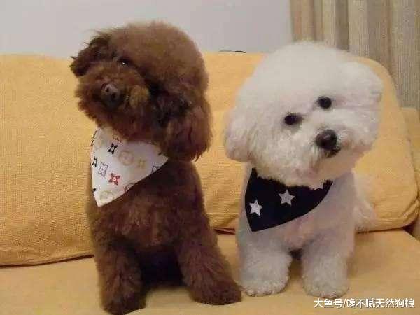 泰迪犬在犯错后, 通常会有这5个表现, 快成“人精”了!