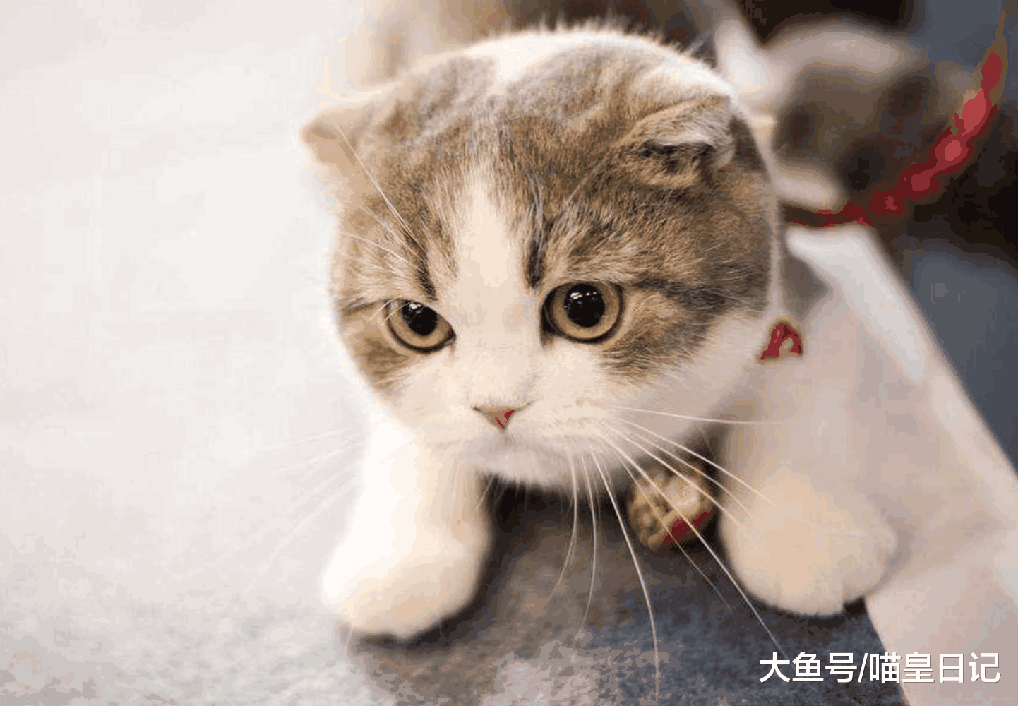 爱黏人的猫都有这五种特征, 看看你家的喵星人喜不喜欢黏人吧!