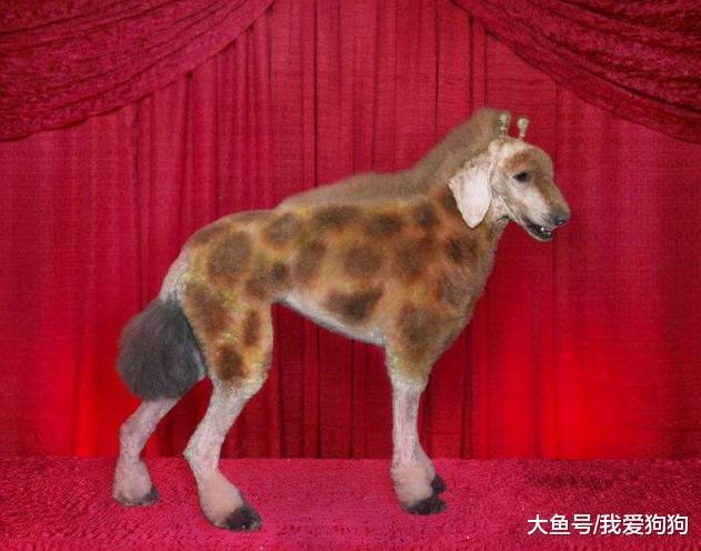 细数那些沙雕铲屎官给狗子做的造型, 狗: 什么, 原来我是个狗?