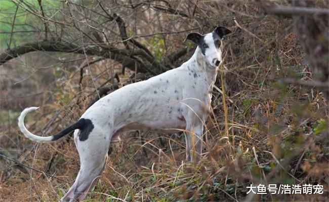 盘点奔跑快的5种狗狗, 哈士奇第三, 第一名没有争议