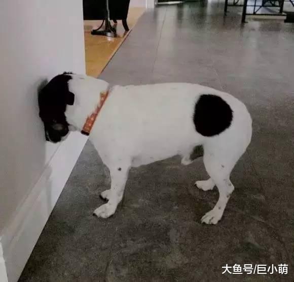 狗狗头抵墙认错? 狗狗可能不是在装可怜认错, 而是因为脑袋不舒服