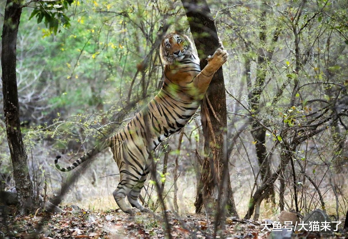 为何科考人员去森林寻找老虎时, 先要寻找老虎的“挂爪”?
