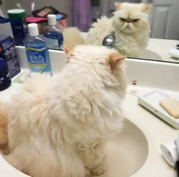 喵星人照镜子的反应, 好可爱