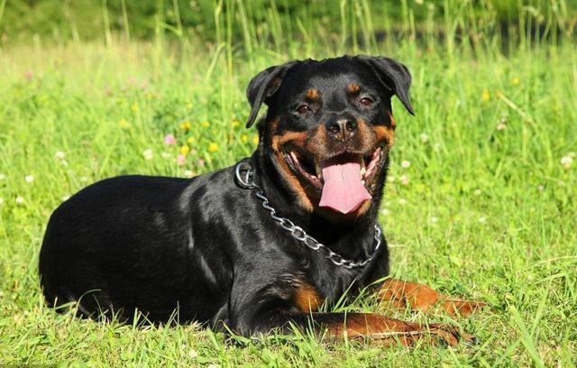 不建议在城市中饲养罗威纳的5个理由, 想养的人要慎重考虑!