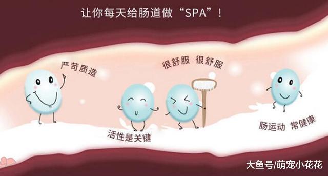 泰迪喝羊奶粉有哪些好处?
