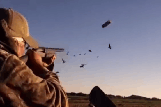 这种动物每年回来都减少, 原因并不在中国, 而是因为他们