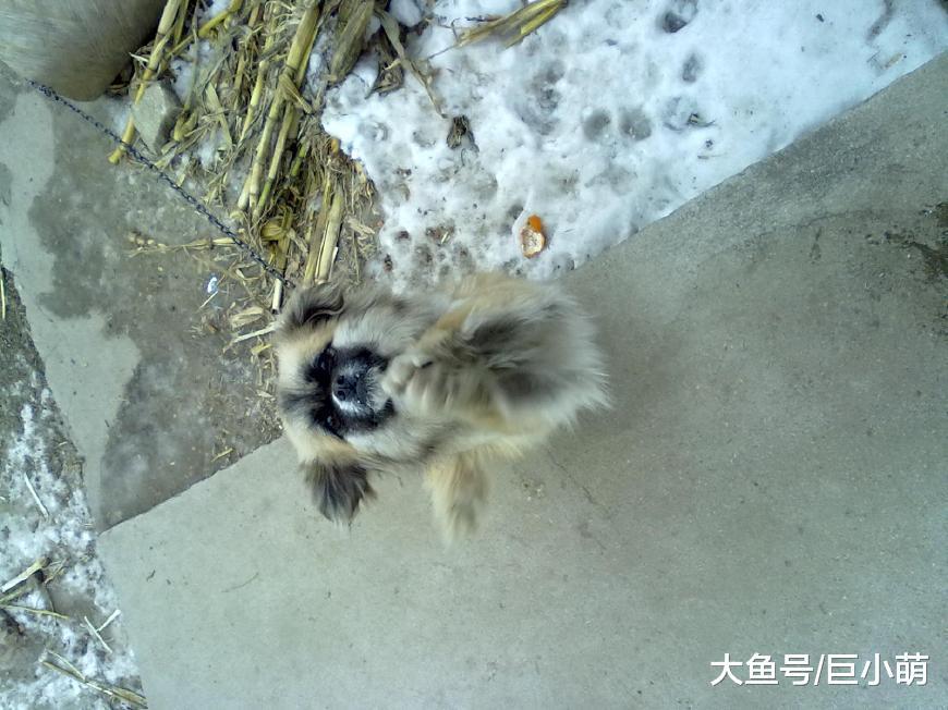 做一条流浪狗有多难? 为了能在城市里生存, 它们都学会了这些技能