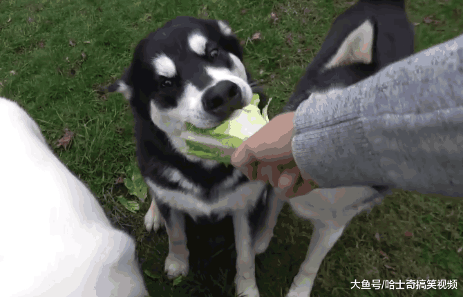 三只哈士奇拆家, 主人苦不堪言, 喂它们“吃”白菜后却好转了