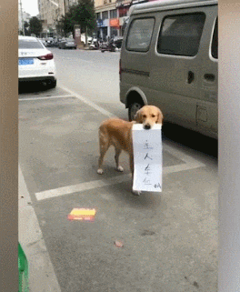 人肉占车位就算了! 竟连狗狗也学会抢车位, 网友笑: 拿鸡腿跟它换