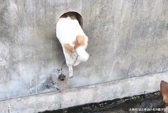 这应该是最安全的狗窝了, 狗妈妈为了小奶狗的安全, 住在墙洞里