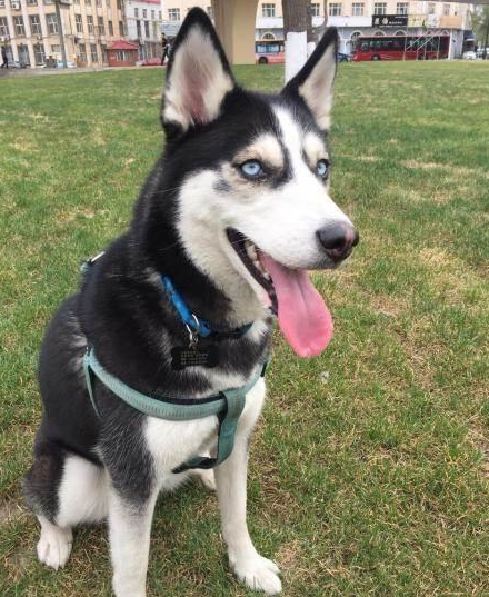 哈士奇被小偷偷走, 小偷不堪重负送了回来, 只因太能拆家