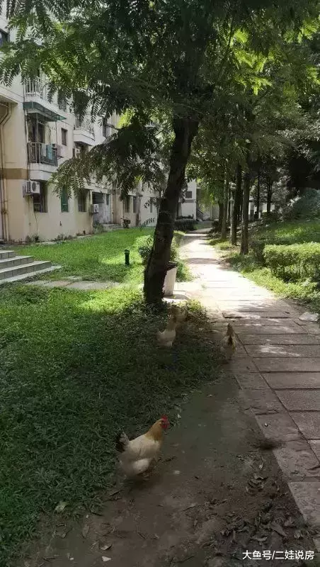 太奇葩! 广州一小区, 业主私自圈地养猪、鸡、羊……